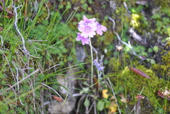 Primula blinii