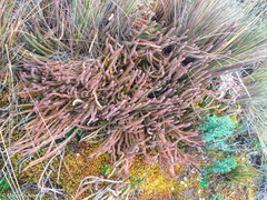 Phlegmariurus crassus