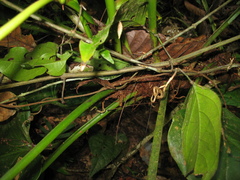 Philodendron fragrantissimum