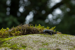 Pseudoeurycea lynchi