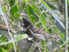 Sporophila frontalis