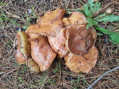 Suillus bellinii