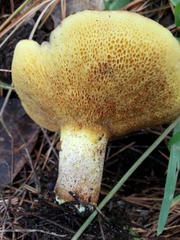 Suillus bellinii