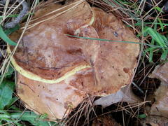 Suillus bellinii