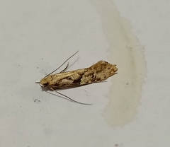 Crypsitricha mesotypa