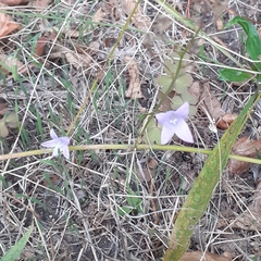 Campanula rapunculus
