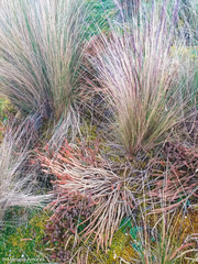 Phlegmariurus crassus