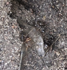 Myrmecophilus acervorum