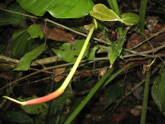 Philodendron fragrantissimum