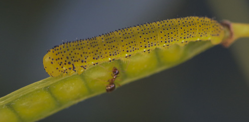 Cloudless Sulphur, 83 Beach Dr, North Cape May, NJ 08204, USA, photo 10 of 10