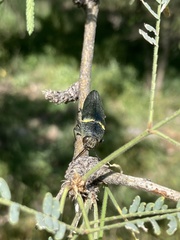 Hippomelas sphenicus