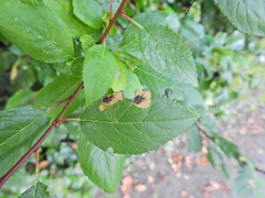 Stigmella plagicolella