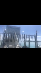 Scomberomorus cavalla