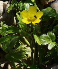 Ranunculus hispidus