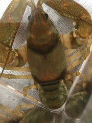 Cambarus girardianus