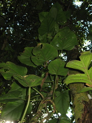 Philodendron fragrantissimum