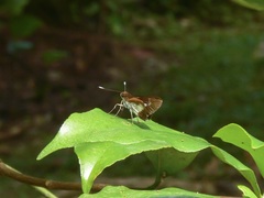 Sabera caesina