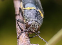 Hippomelas sphenicus