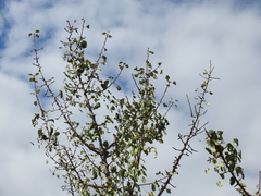 Pyrus bourgaeana