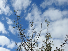 Pyrus bourgaeana