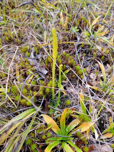 northern appressed bog clubmoss (Lycopodiella subappressa)