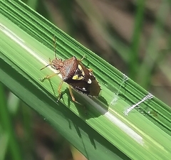 Oebalus insularis