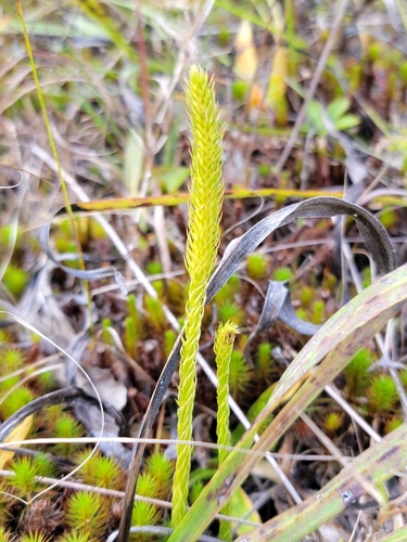 Image of Lycopodiella subappressa by (c) Elias, some rights reserved (CC BY)