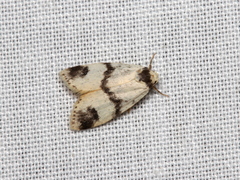 Thallarcha sparsana