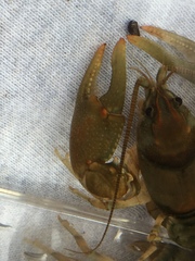 Cambarus girardianus