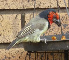 Lybius torquatus torquatus