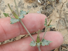 Acleisanthes