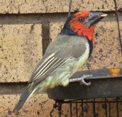 Lybius torquatus torquatus