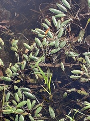 Potamogeton epihydrus