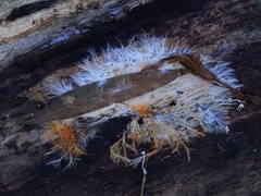 Hydnophlebia