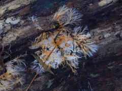 Hydnophlebia