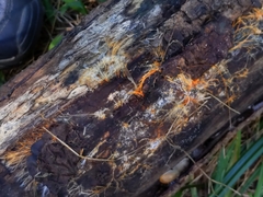 Hydnophlebia