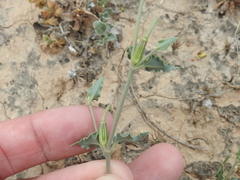 Acleisanthes