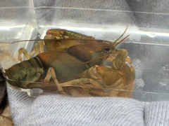 Cambarus girardianus