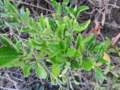 Euonymus japonicus