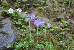 Primula gemmifera