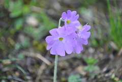 Primula gemmifera