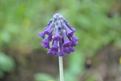 Primula watsonii