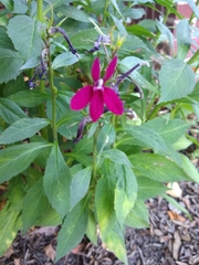 Lobelia × speciosa