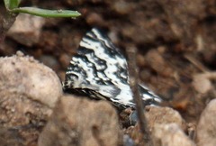 Rheumaptera hastata