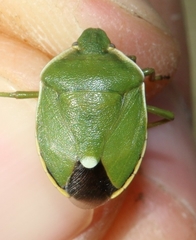 Chlorochroa juniperina