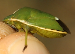 Chlorochroa juniperina