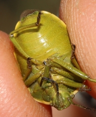 Chlorochroa juniperina