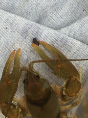 Cambarus girardianus