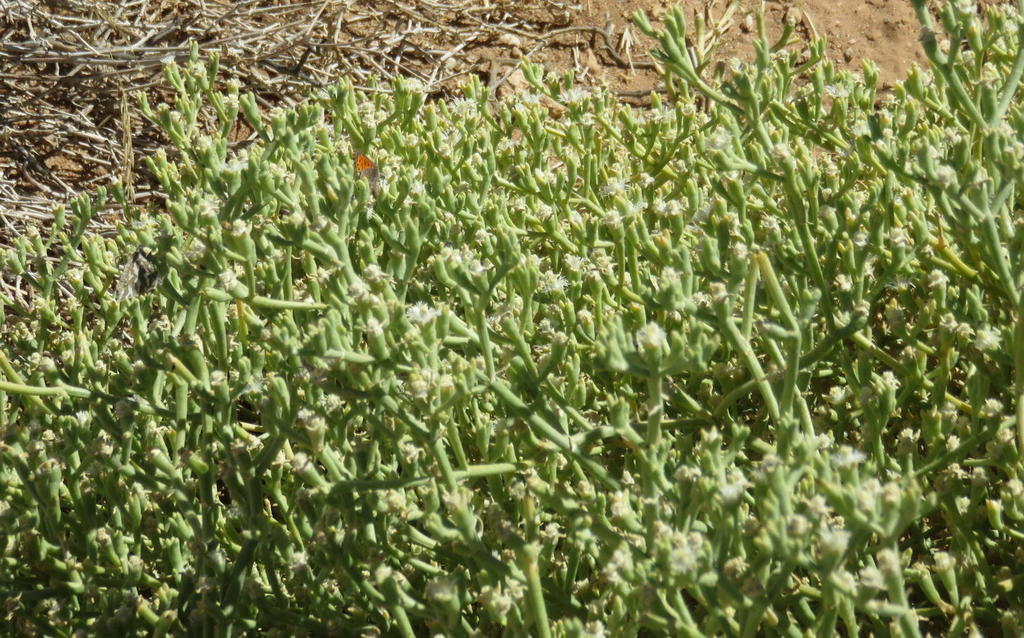 Mesembryanthemum subnodosum, Other Road, Benede Oranje