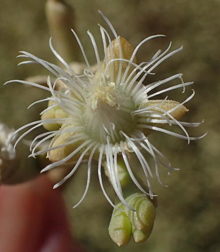 Mesembryanthemum subnodosum